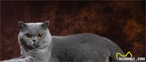 被基因病折磨一生的纯种猫，人类究竟对它们犯下多大的恶