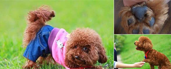 一摸泰迪犬爪子，它就躲开，其实是有5个原因