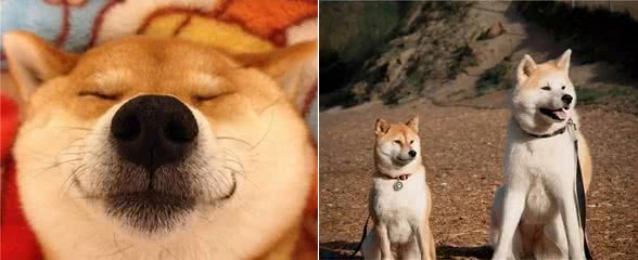 柴犬秋田犬傻傻分不清楚？看完再也不脸盲了