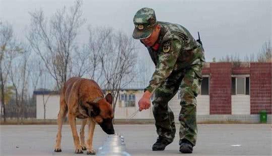 警犬可以快速找到指定的物品，学会这2招，你家狗狗也可以做到