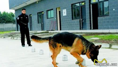 警犬可以快速找到指定的物品，学会这2招，你家狗狗也可以做到