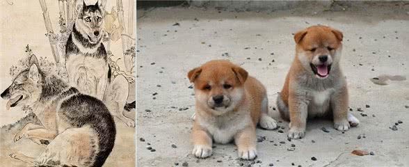 养狗漫谈：老祖宗说，“大王犬”和“南斗犬”能带来巨大的好运