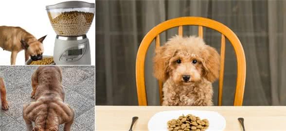 狗狗挑食不吃狗粮怎么办？这5招，帮你轻松解决