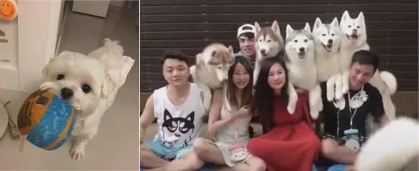 自从狗子在家拉了19坨粑粑后，我再也没有洁癖了…