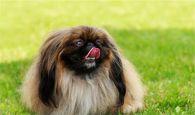 寻根问祖系列（122）：北京犬（Pekingese）