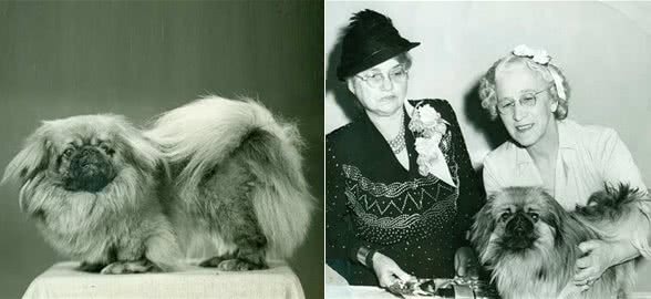 寻根问祖系列（122）：北京犬（Pekingese）
