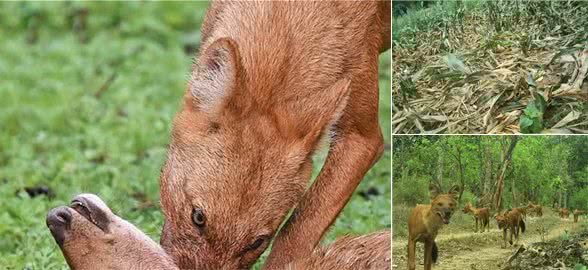 “豺”惊现云南！犬科中的“迅猛龙”，掏肛捕猎，还敢虎口夺食