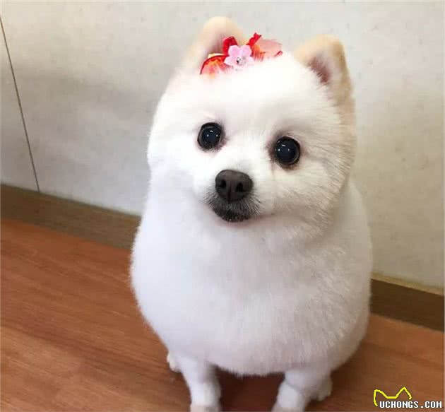 好端端的一汪,被这个宠物美容师整成了个毛蛋……