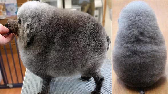 好端端的一汪,被这个宠物美容师整成了个毛蛋……