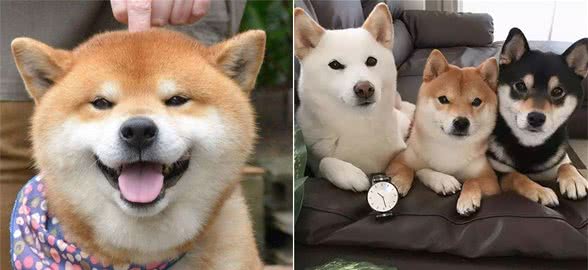 同样是土狗，为什么日本的柴犬价格那么高？