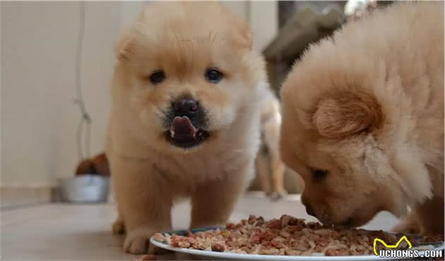 狗狗爱你有多深？这5个等级，全中的绝对是真爱