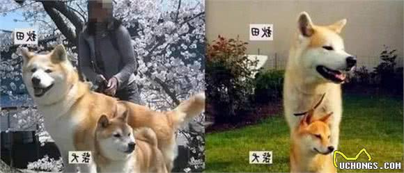 犬类知识小课堂之铁憨憨秋田犬！教你如何正确挑选纯种萌物