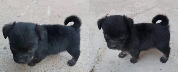 它就是个土狗，有个学名叫中华田园犬