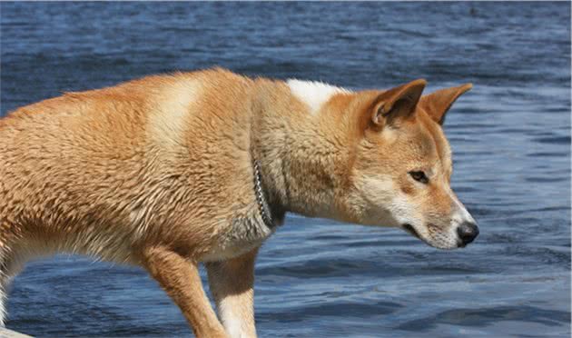 小时候养的田园犬—大黄