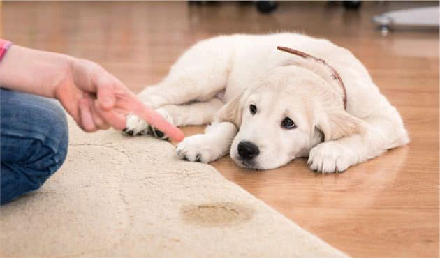 新手养狗｜如何教幼犬上厕所，建议收藏