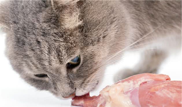 吃生肉会让猫变凶咬人？别闹了，如果不给猫吃肉，猫会吃掉自己