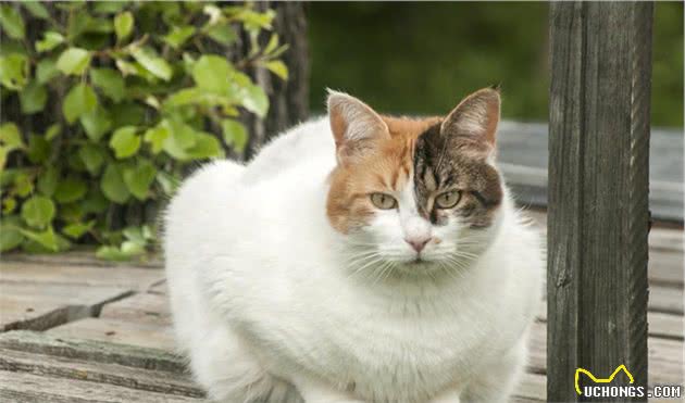 吃生肉会让猫变凶咬人？别闹了，如果不给猫吃肉，猫会吃掉自己