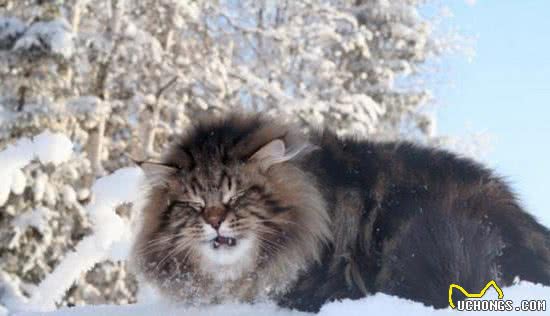 颜值高又能拉雪橇！说的不是哈士奇，而是西伯利亚森林猫！