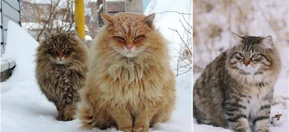 颜值高又能拉雪橇！说的不是哈士奇，而是西伯利亚森林猫！