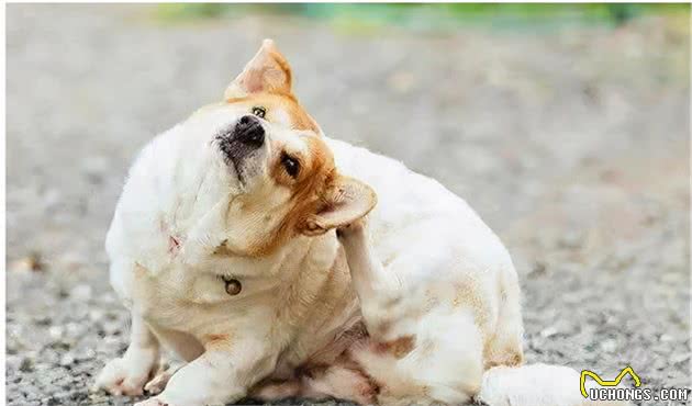 人犬易患的9大寄生虫，为了狗狗和家人的健康，一定要注意防治