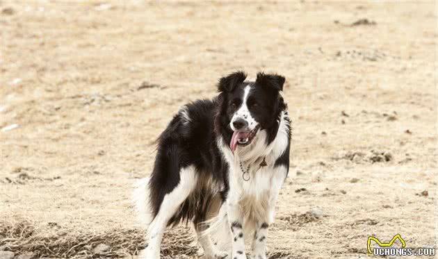 金毛、贵宾犬、哈士奇、柴犬等常见狗狗！哪种更适合做家庭犬？