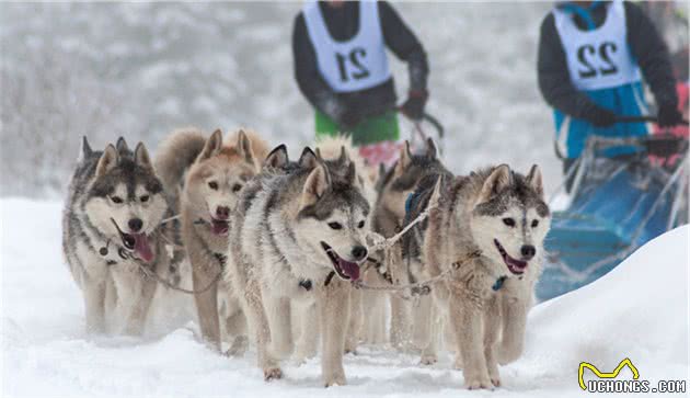 金毛、贵宾犬、哈士奇、柴犬等常见狗狗！哪种更适合做家庭犬？