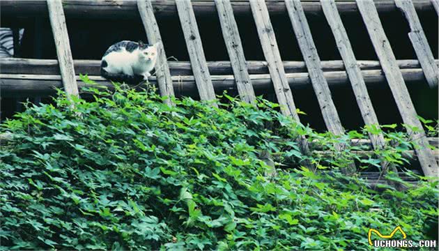 一只流浪猫死后，为了纪念它，我做了这样一件事