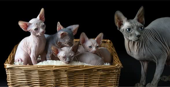 ?加拿大无毛猫：对猫毛过敏又爱猫的人，简直就是福音啊！