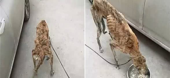 农村的巷子里拴着条狗,瘦成了排骨没有人管:就算不爱也别伤害啊