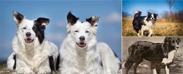 世界上最聪明的狗狗—边境牧羊犬