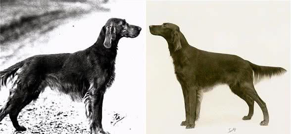 寻根问祖系列（50）：爱尔兰赛特犬（IrishSetter）