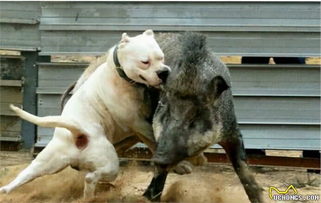 养杜高犬的5大「危害」，你还敢养吗？