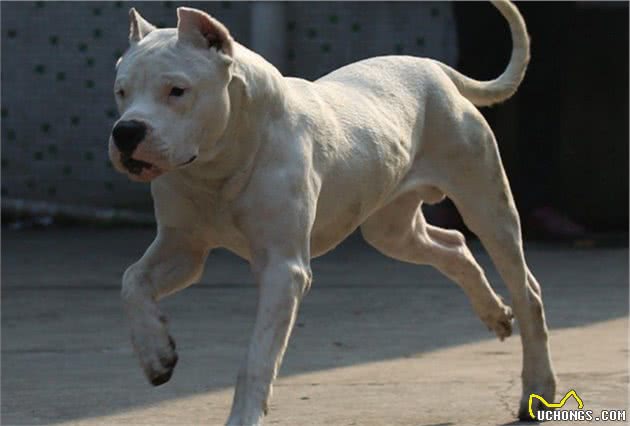 养杜高犬的5大「危害」，你还敢养吗？