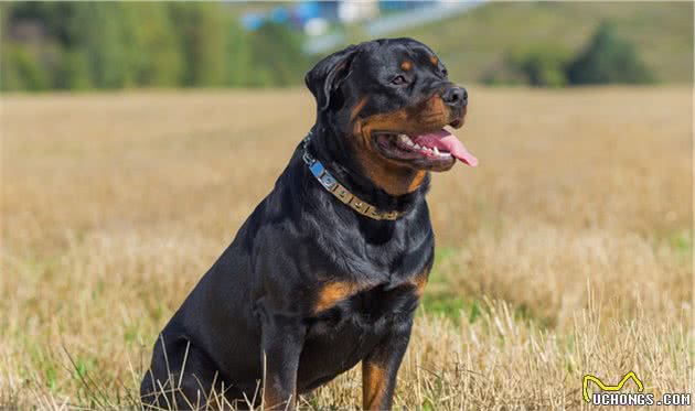 什么是犬的脊柱感染？该如何诊断治疗？一文告诉你