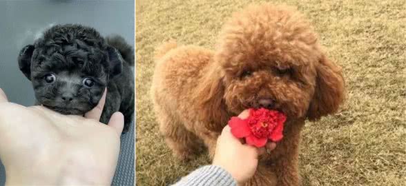 泰迪多大可以不用泡狗粮，几个月开始吃干的