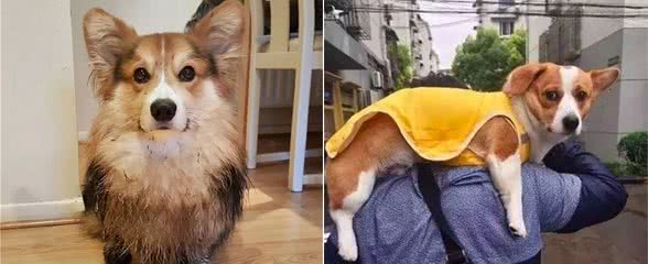 养柯基犬前，要了解这6点，否则你会接受不了