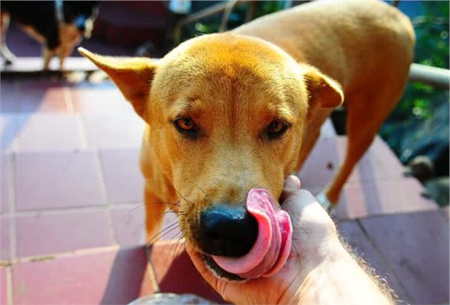 狗狗吃这几种食物要当心！人食、肉类上榜