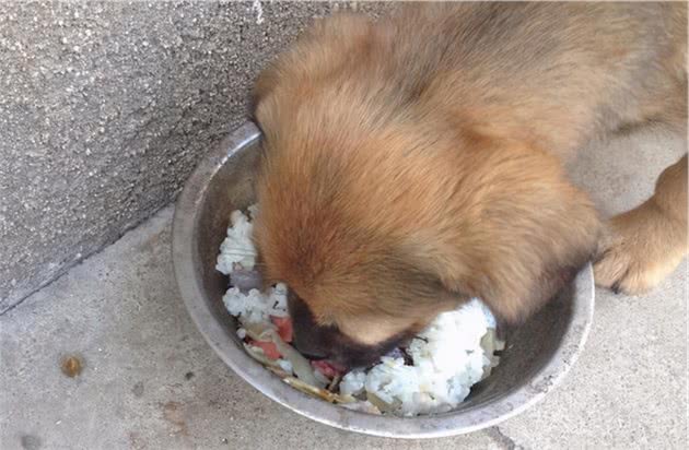 狗狗吃这几种食物要当心！人食、肉类上榜