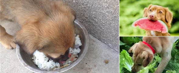 狗狗吃这几种食物要当心！人食、肉类上榜