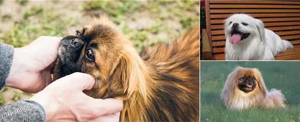 京巴犬在古代是宫廷狗，如今喜欢的人却越来越少，这些原因很扎心