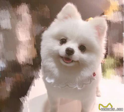 四大适合家养的狗狗排名