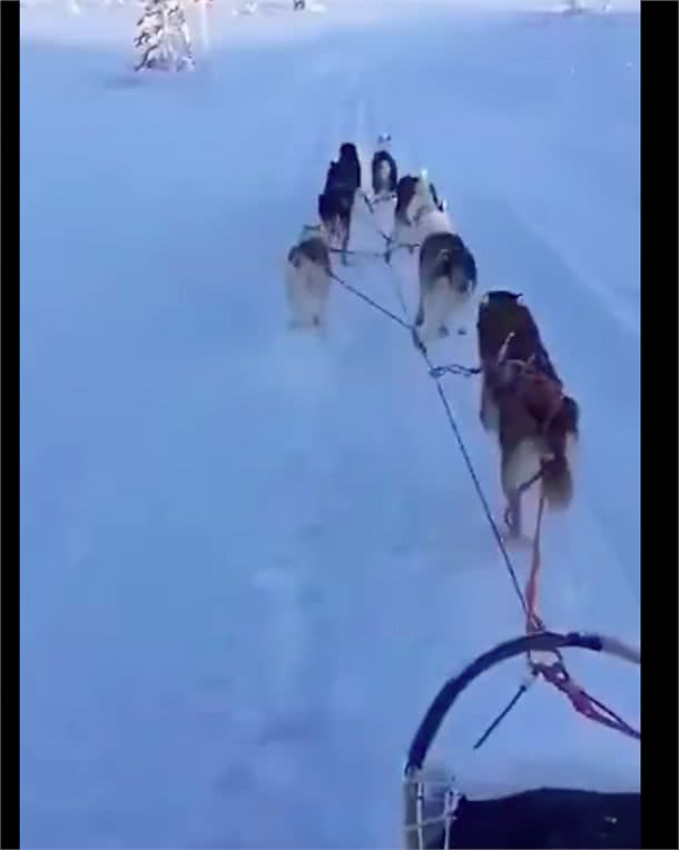 家里的雪橇犬和主人一起坐雪橇，狗：有钱人的生活总是枯燥且乏味