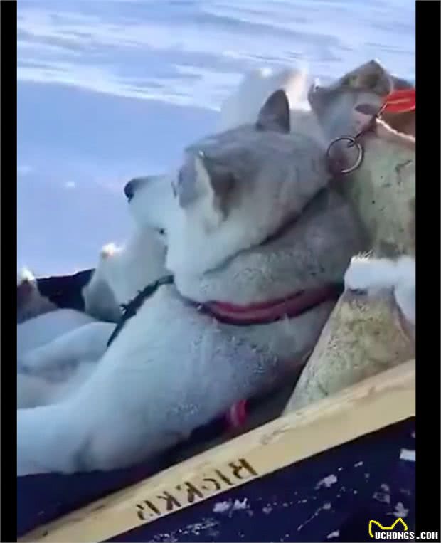 家里的雪橇犬和主人一起坐雪橇，狗：有钱人的生活总是枯燥且乏味