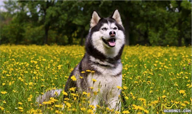 五种适合家庭饲养的大型犬，最后一种你肯定很想养