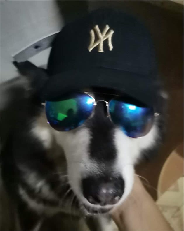 狗狗不吃东西了怎么应对呢