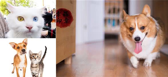 阿猫阿狗的眼睛出现问题,主人应该如何处理?