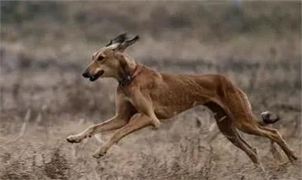 中国古老犬种：细犬-即将消失的猎犬