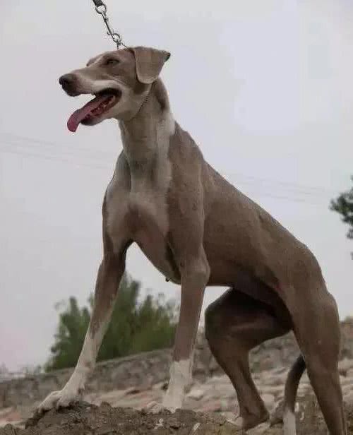 中国古老犬种：细犬-即将消失的猎犬