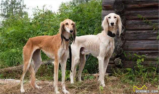 中国古老犬种：细犬-即将消失的猎犬