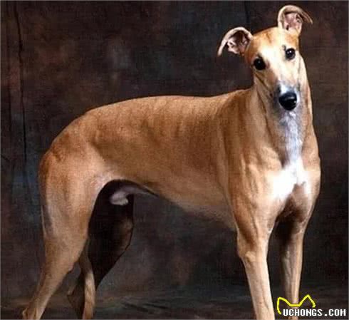 中国古老犬种：细犬-即将消失的猎犬